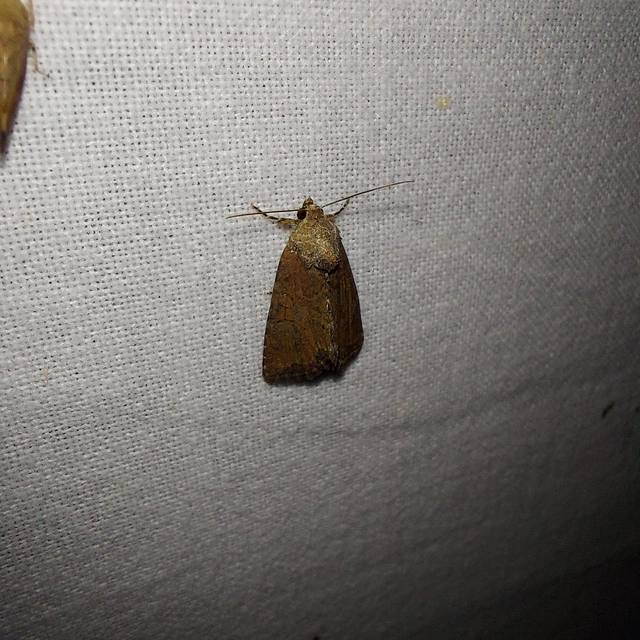 Mesoligia furuncula - kétszínű dudvabagoly