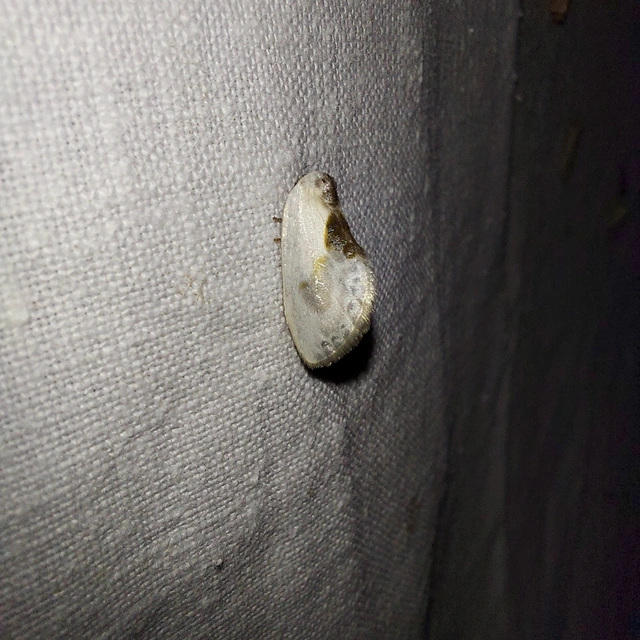 Cilix glaucata - törpe sarlósszövő