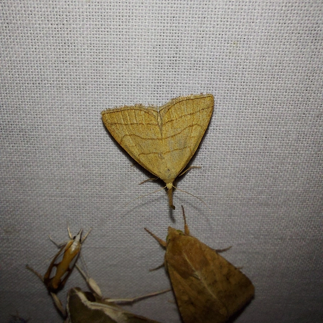Polypogon tentacularia - sötétaljú karcsúbagoly