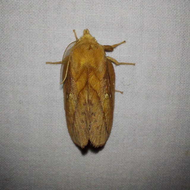Euthrix potatoria - szomjas pohók