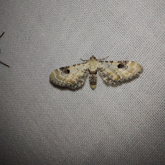 Eupithecia centaureata - búzavirág-törpearaszoló