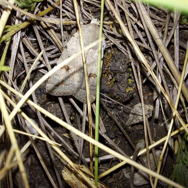 Platyperigea kadenii - kétfoltos selymesbagoly