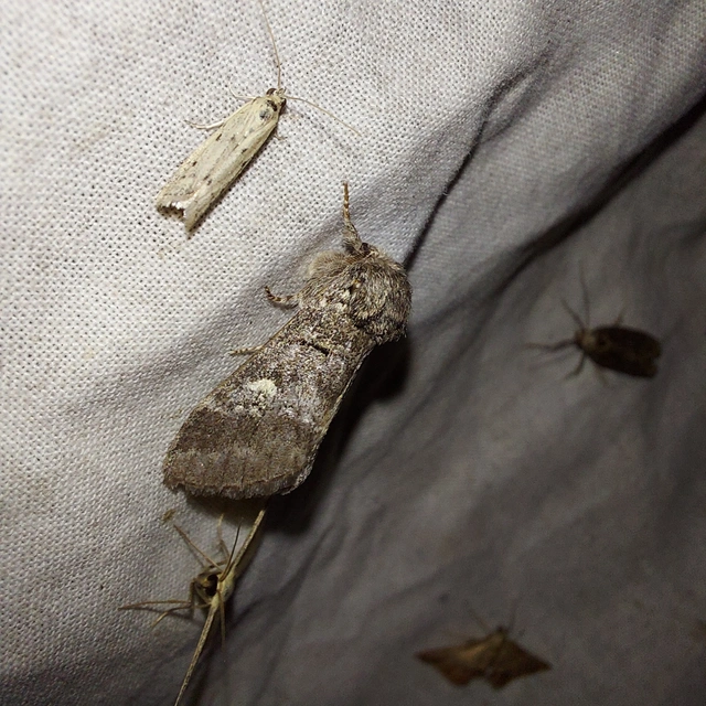 Drymonia querna - tölgyfa-púposszövő