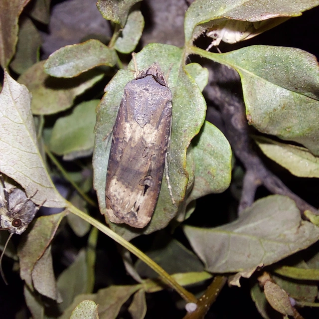 Agrotis ipsilon - nagy földibagoly