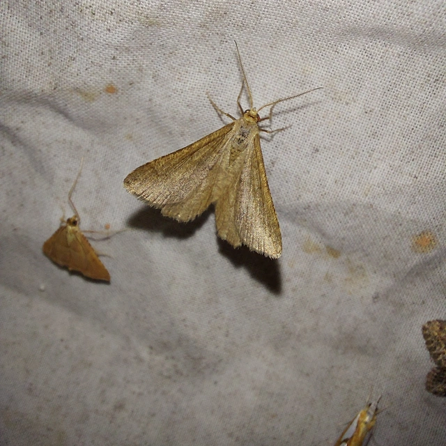 Tephrina murinaria - egérszínű araszoló