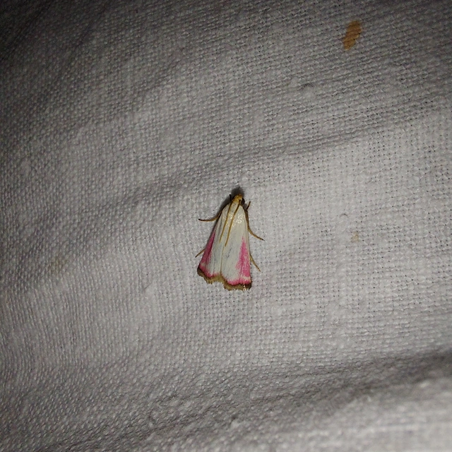Eurhodope rosella - rózsaszínű karcsúmoly
