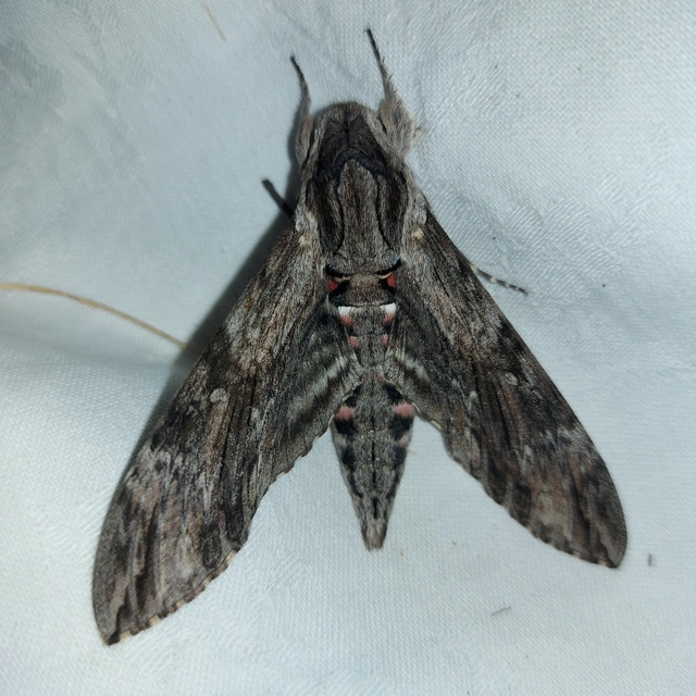 Agrius convolvuli - szulákszender