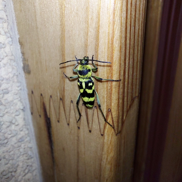 Chlorophorus varius - díszes darázscincér Chlorophorus varius - díszes darázscincér