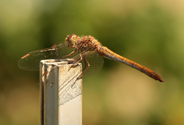 Sympetrum meridionale - fakó katona-szitakötő