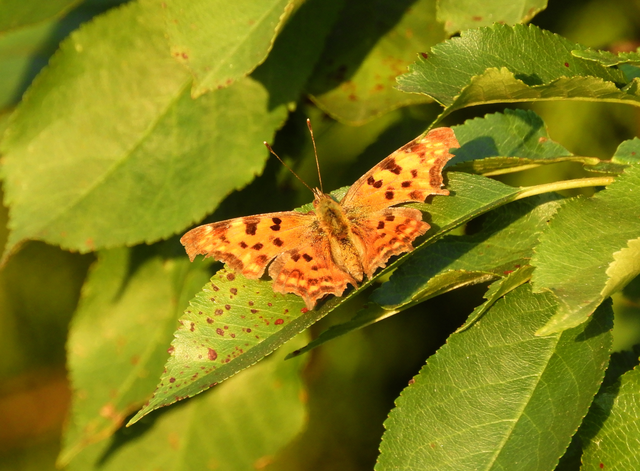 Nymphalis c-album - C-betűs lepke