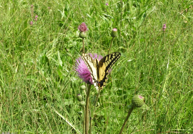 Papilio machaon - fecskefarkú lepke