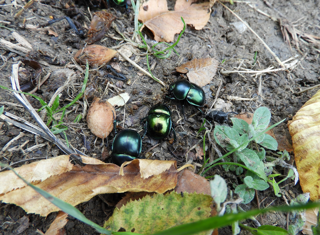 Trypocopris vernalis - tavaszi álganéjtúró