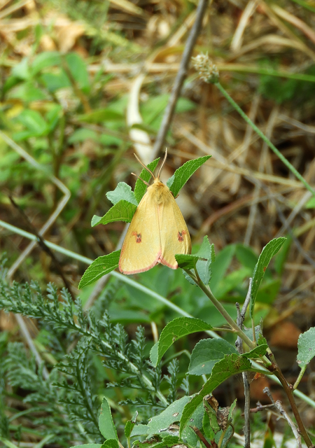 Diacrisia sannio - vörösszélű medvelepke