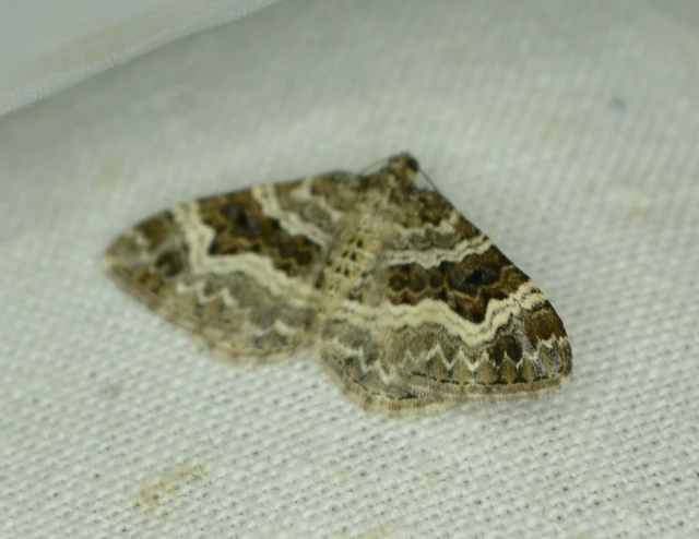 Epirrhoe alternata - galaj-tarkaaraszoló