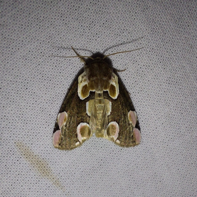 Thyatira batis - rózsafoltos pihésszövő Thyatira batis - rózsafoltos pihésszövő