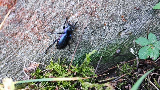 Carabus violaceus - kékfutrinka