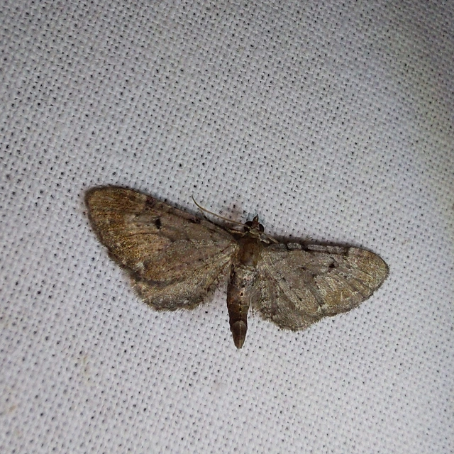 Eupithecia absinthiata - üröm-törpearaszoló