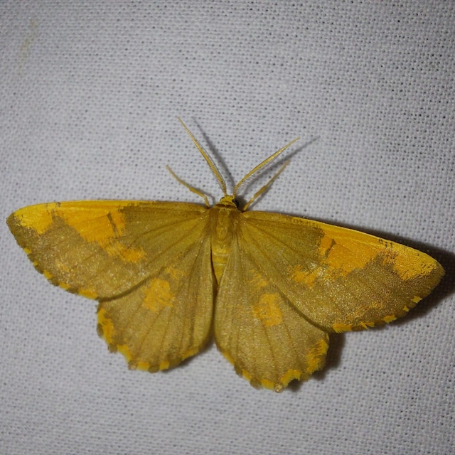 Angerona prunaria - sárga kökényaraszoló