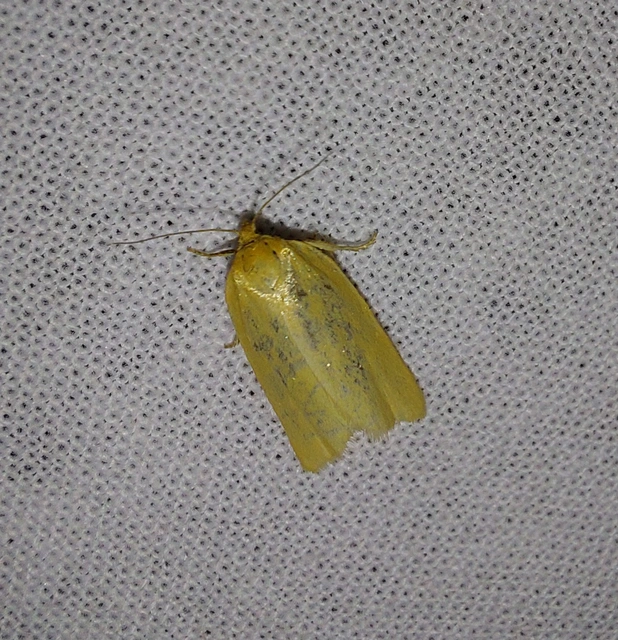 Aphelia paleana - sápadt sodrómoly