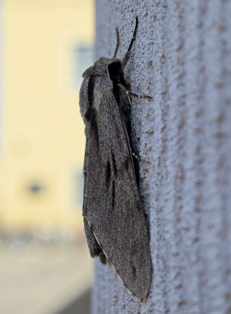 Hyloicus pinastri - fenyőszender