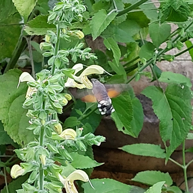 Macroglossum stellatarum - kacsafarkú szender