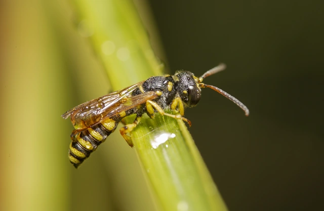 Hymenoptera - Hártyásszárnyúak