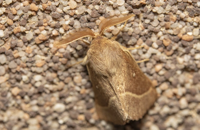 Lasiocampa trifolii - lóhereszövő