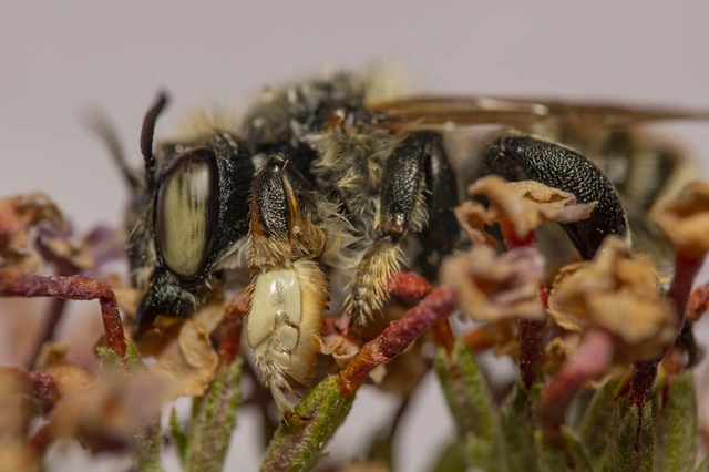 Hymenoptera - Hártyásszárnyúak