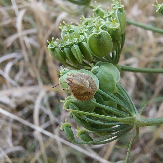 Eurygaster Eurygaster