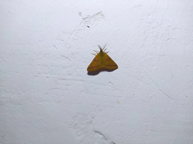 Lythria purpuraria - bíborsávos araszoló