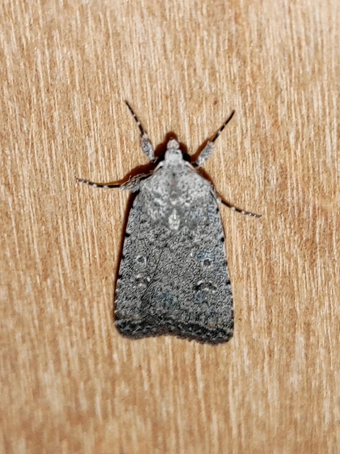 Paradrina clavipalpis - közönséges selymesbagoly