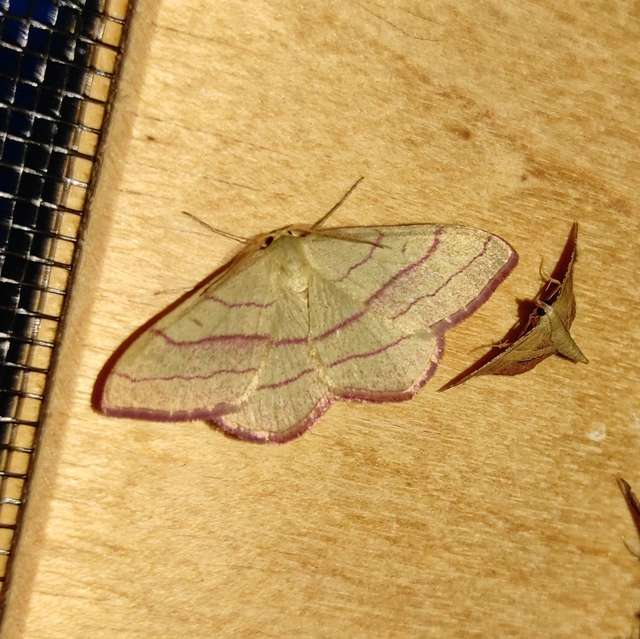 Rhodostrophia vibicaria - pirosszélű araszoló