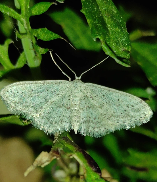 Idaea seriata - szürke apróaraszoló