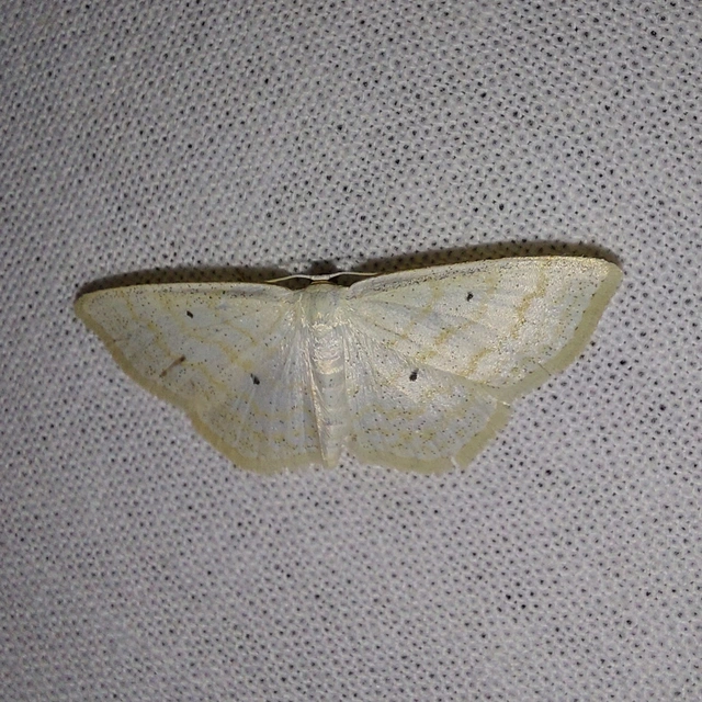 Scopula immutata - réti fehéraraszoló