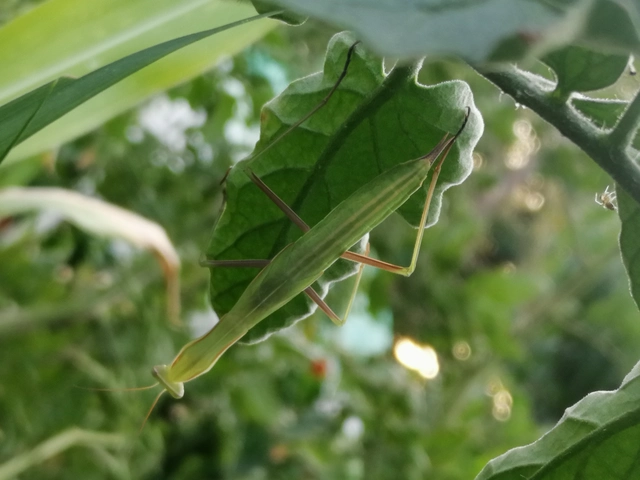 Mantodea - Fogólábúak