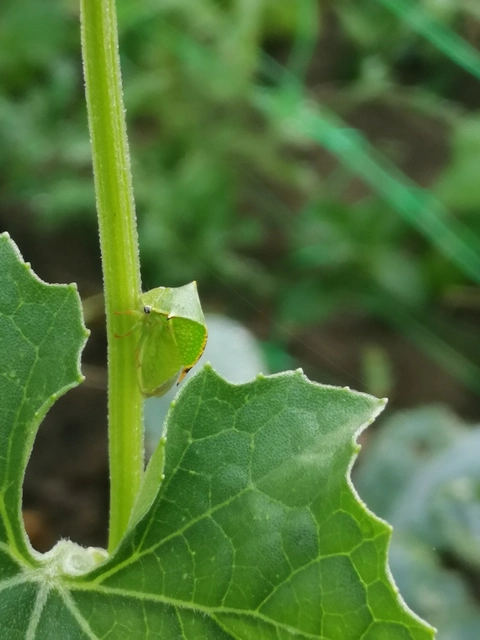 Stictocephala bisonia - bivalykabóca