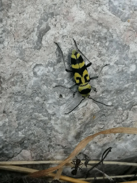 Chlorophorus varius - díszes darázscincér Chlorophorus varius - díszes darázscincér
