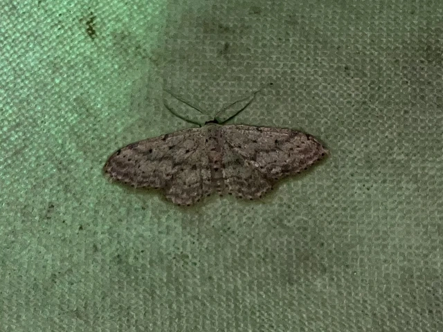 Idaea seriata - szürke apróaraszoló
