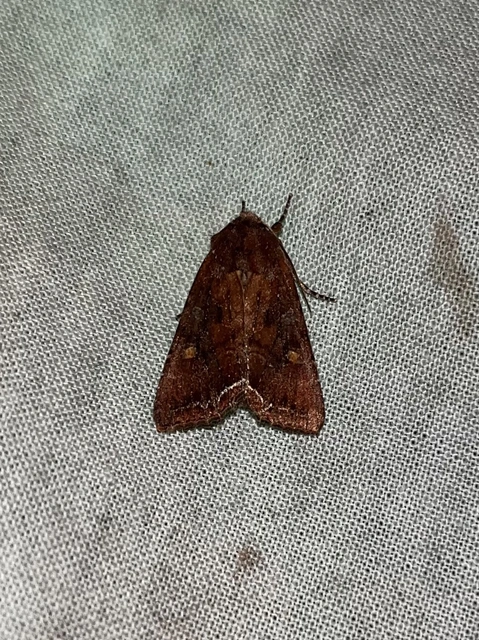 Lacanobia oleracea - saláta-kertibagoly