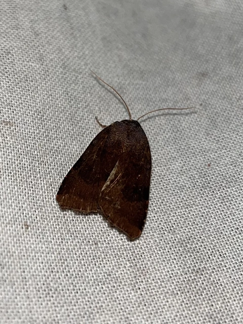 Noctua janthina - tarka sárgafűbagoly