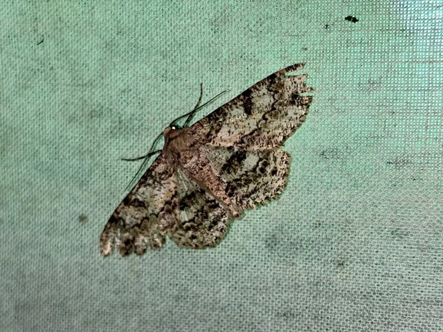 Ascotis selenaria - holdas faaraszoló