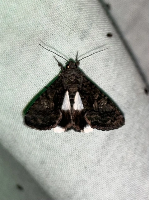 Anophia leucomelas - déli folyófűbagoly