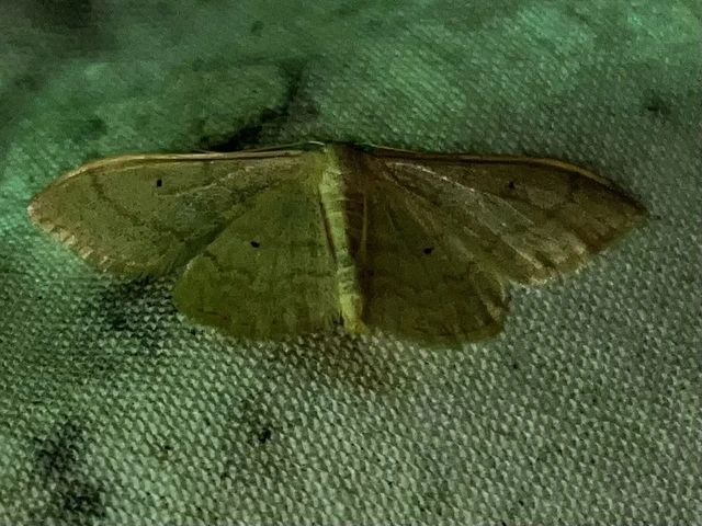 Idaea deversaria - egyszínű sávosaraszoló