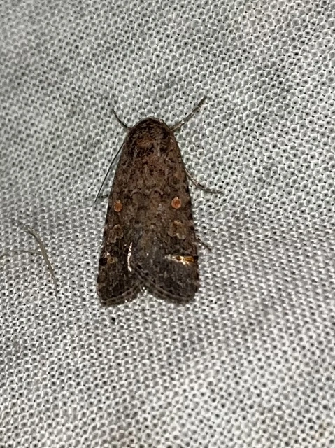 Spodoptera exigua - apró jegyesbagoly