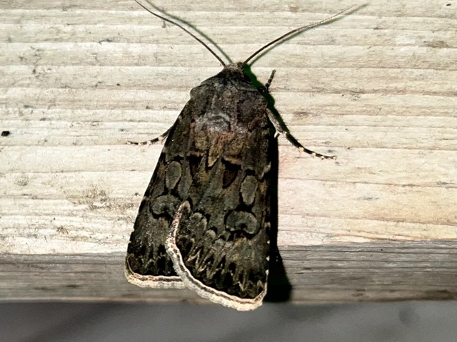Agrotis bigramma - kétjegyű földibagoly