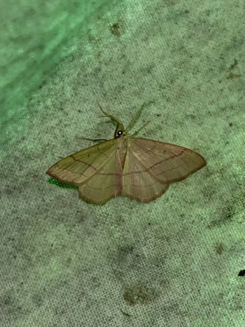 Rhodostrophia vibicaria - pirosszélű araszoló