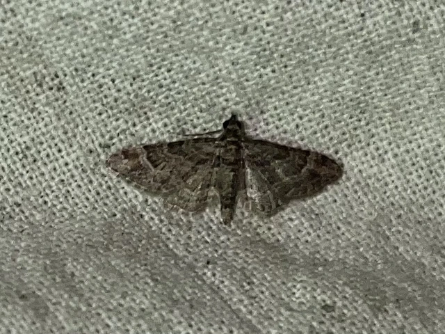 Gymnoscelis rufifasciata - vöröscsíkos törpearaszoló