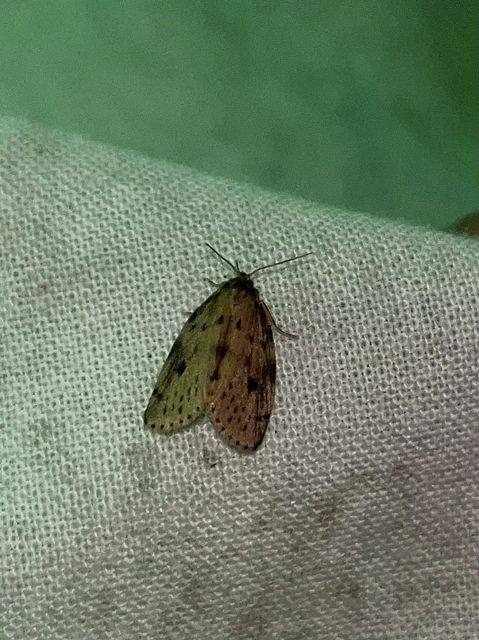 Thumata senex - mocsári medvelepke