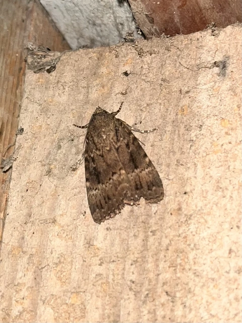 Amphipyra berbera/pyramidea