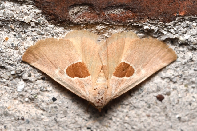 Calymma communimacula - pajzstetűfaló bagoly